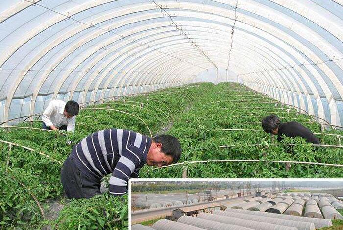 大棚无纺布